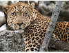 Leopardo