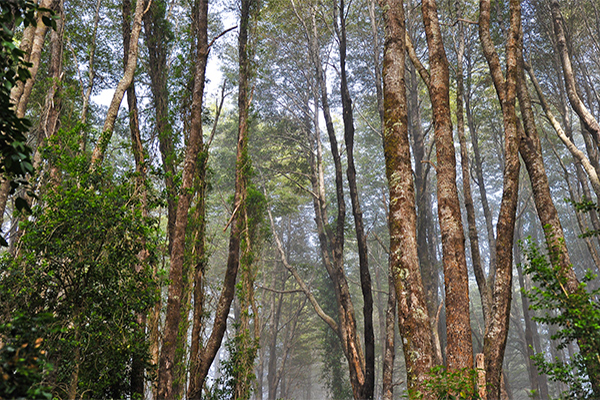 Bosque AM