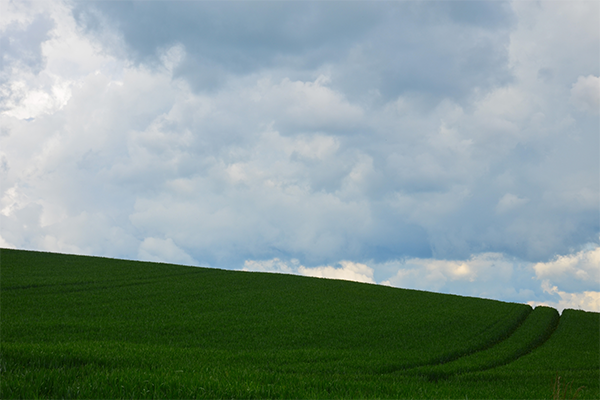 Campo Checo