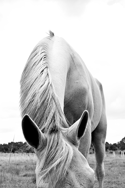 Caballo Viejo