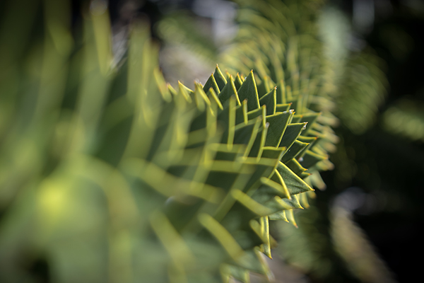 Detalle Araucaria I