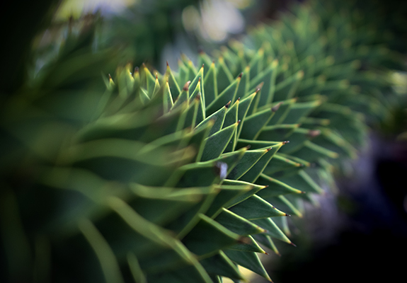 Detalle Araucaria II