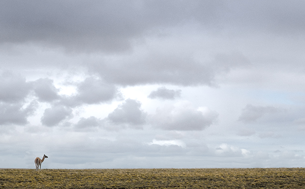 La nada y el guanaco