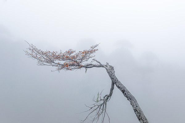 Neblina y fantasmas