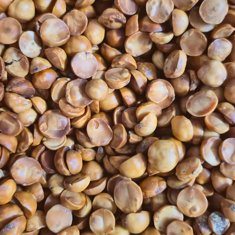 AVELLANA CHILENA 100GR 1
