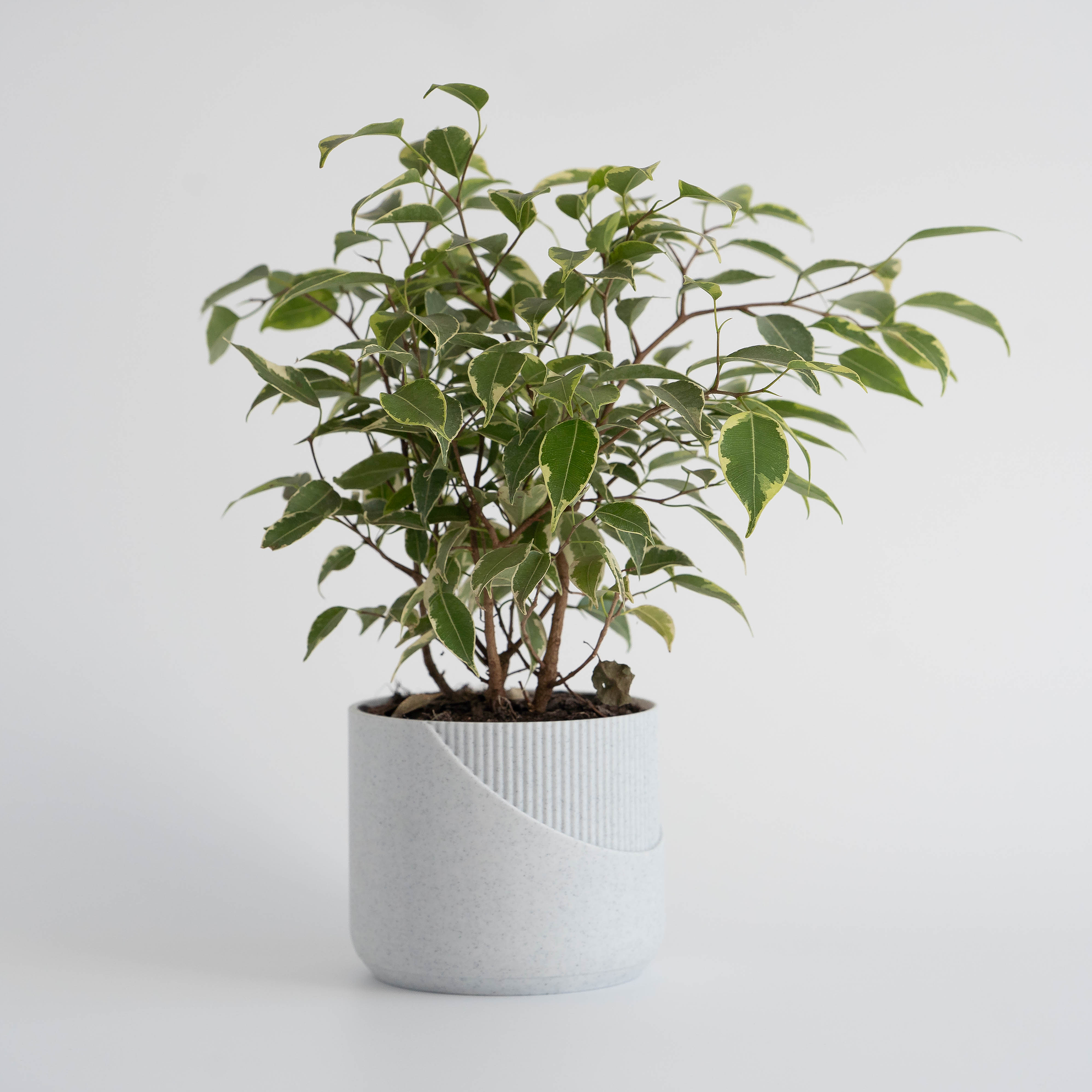 Minimal - Macetero Minimalista 1