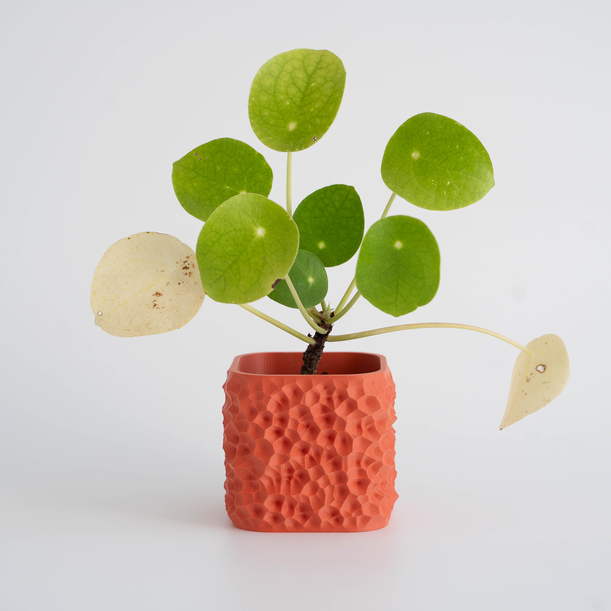 Crimson - Macetero Patrones naturales 1