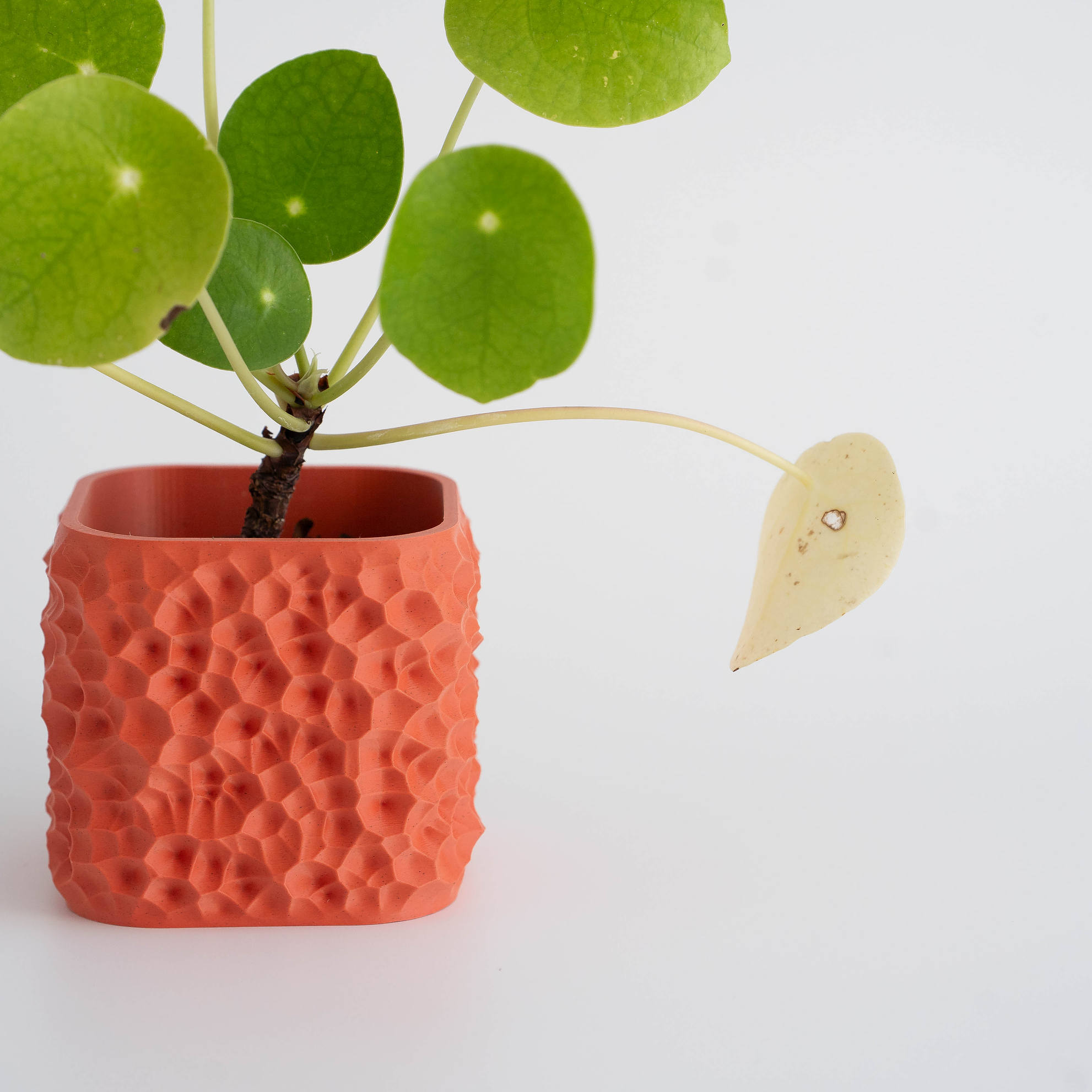 Crimson - Macetero Patrones naturales 2