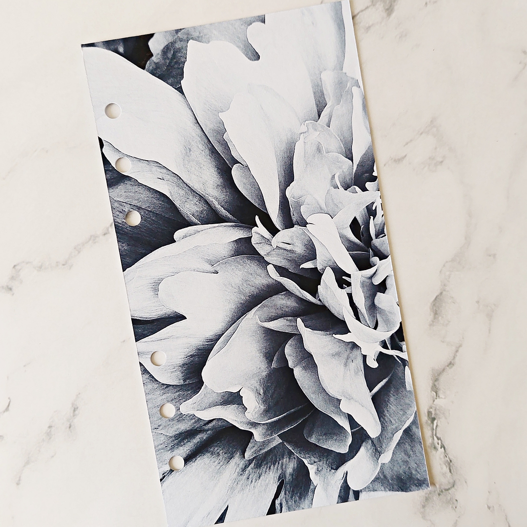 Portada | Blossom | Personal 1