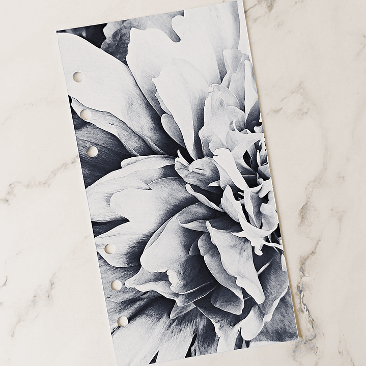 Portada | Blossom | Personal 1