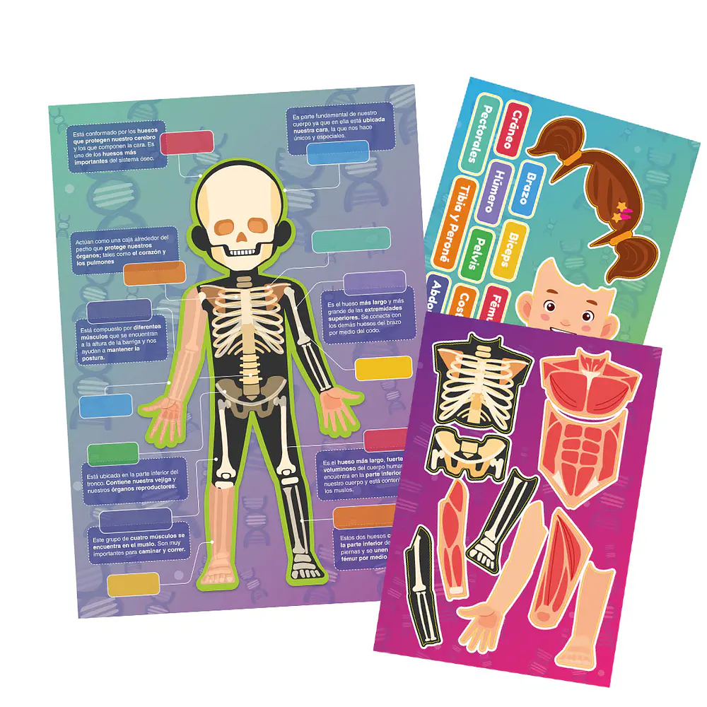 LÁMINA MAGNÉTICA HUESOS Y MÚSCULOS 