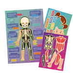 LÁMINA MAGNÉTICA HUESOS Y MÚSCULOS 