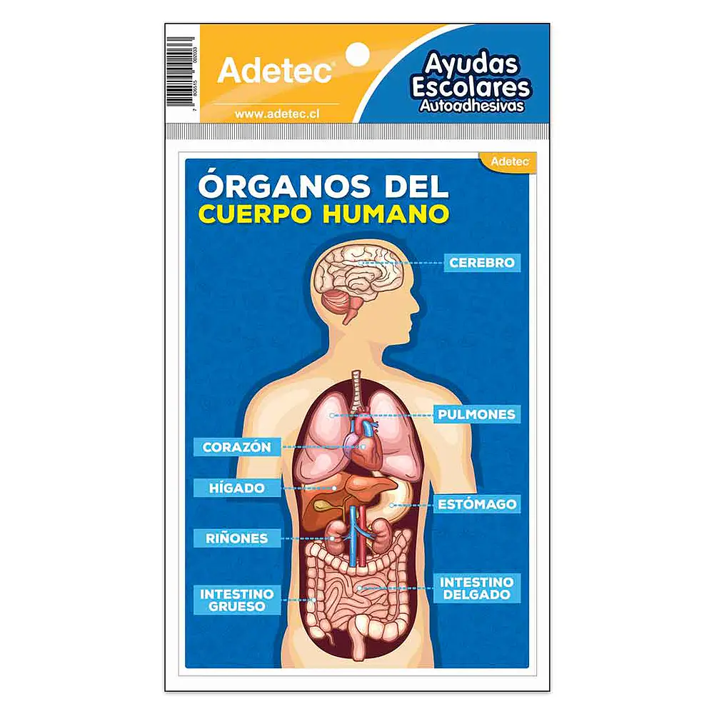 CUERPO HUMANO AUTOADHESIVA 11X17 CM