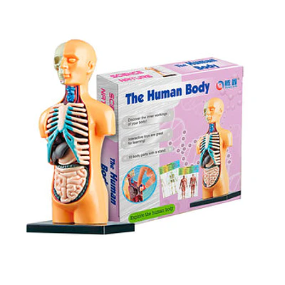 TORSO ARMABLE TXMR-025. JM IMPORT