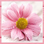 SERVILLETA DECOUPAGE FLORES- DIFERENTES DISEÑOS