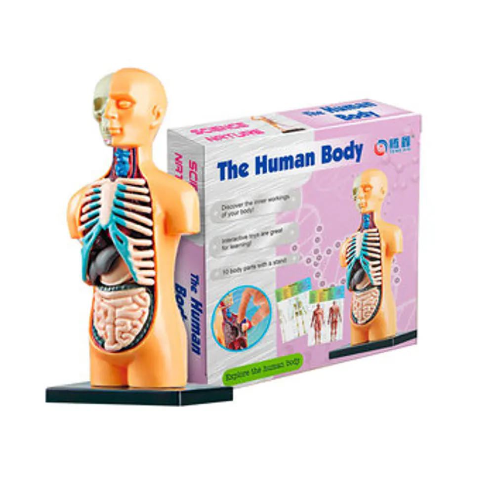 TORSO ARMABLE TXMR-025. JM IMPORT