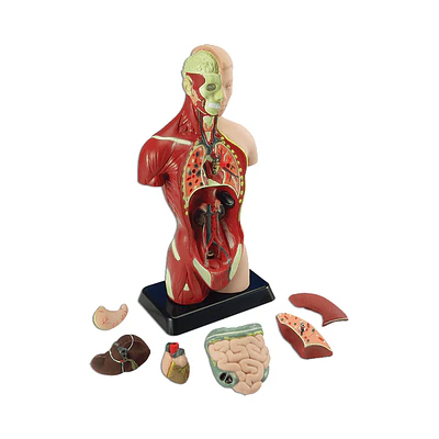 TORSO HUMANO DE 27CM. 8 PIEZAS MX-02701