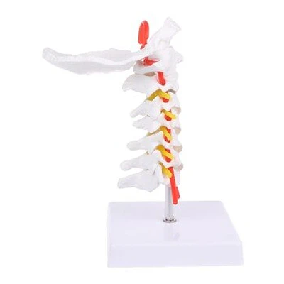 VÉRTEBRA CERVICAL A ESCALA