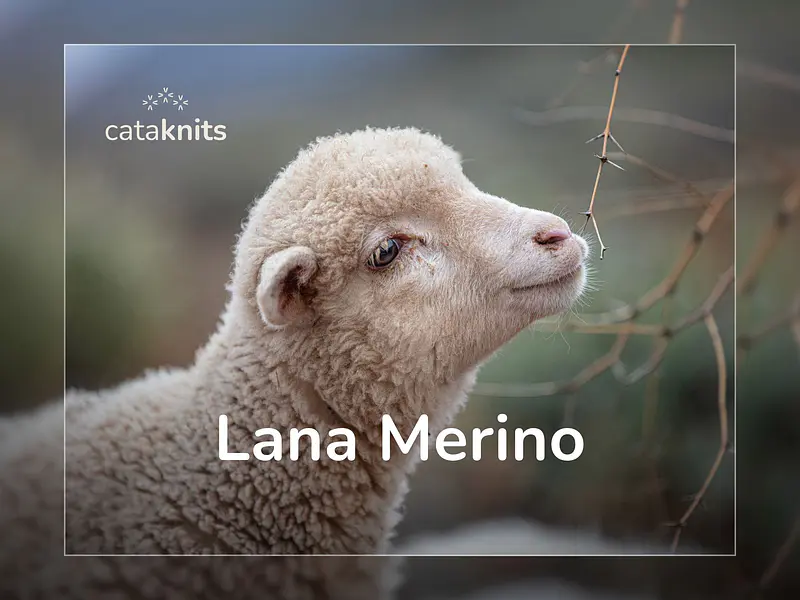 La lana merino sigue siendo la reina del invierno ⛄