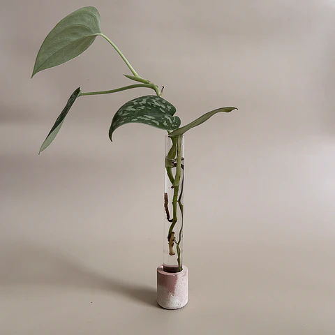 Berçário Terra