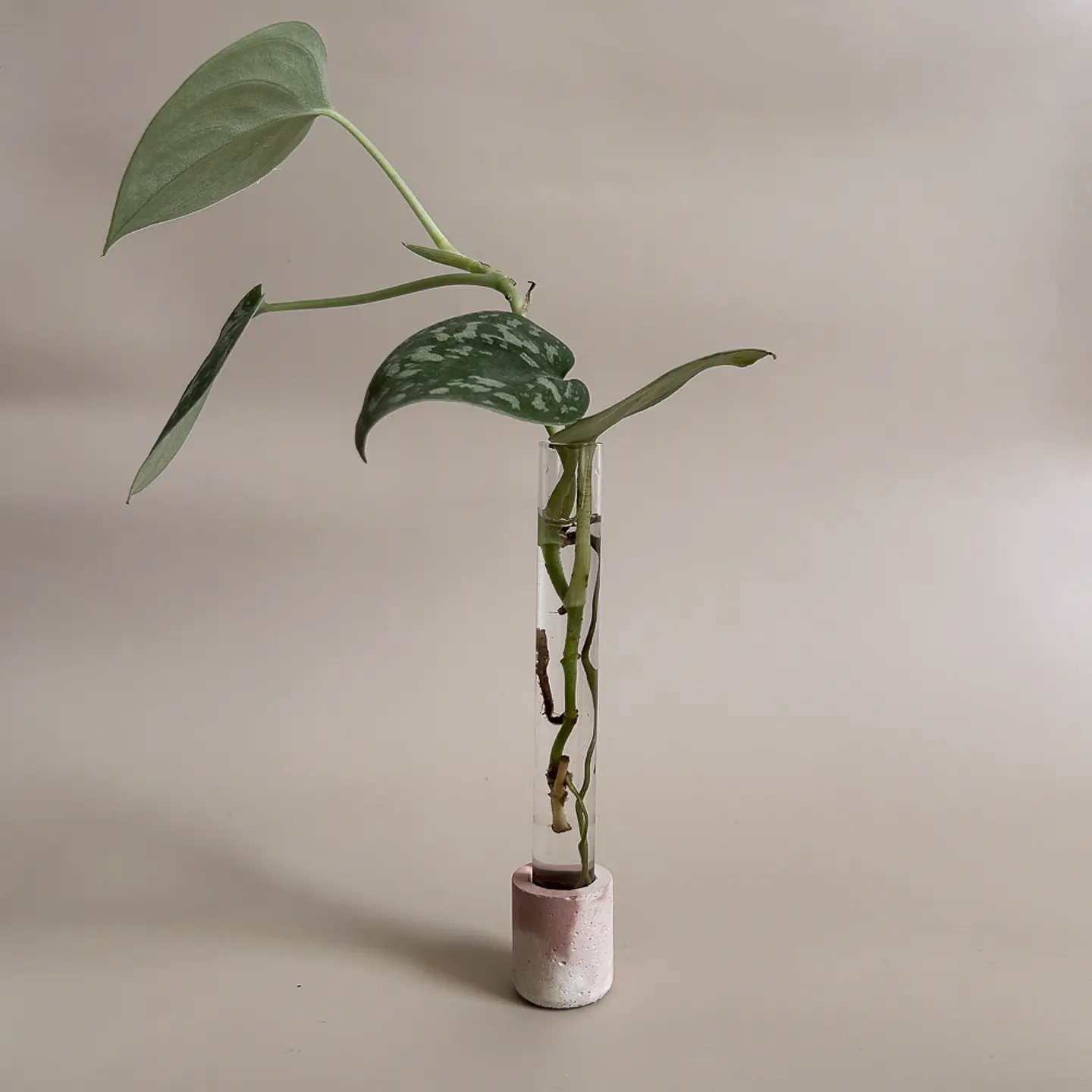 Berçário Terra 1