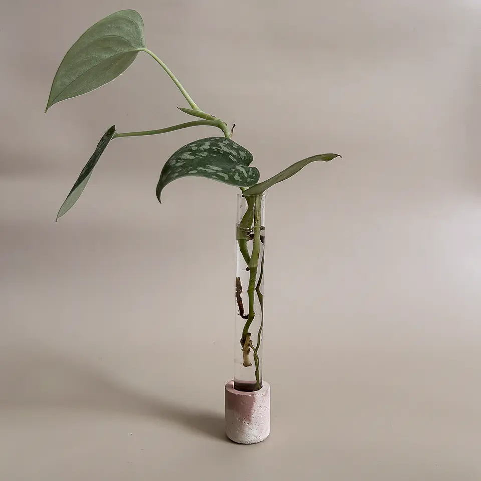 Berçário Terra 1
