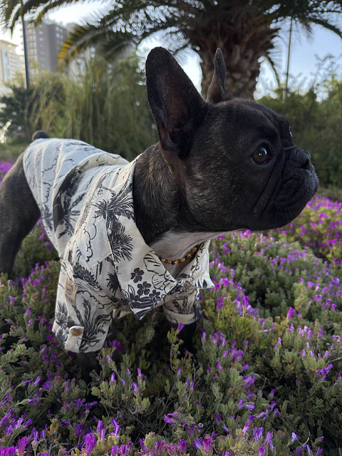 Camisa Aubépine