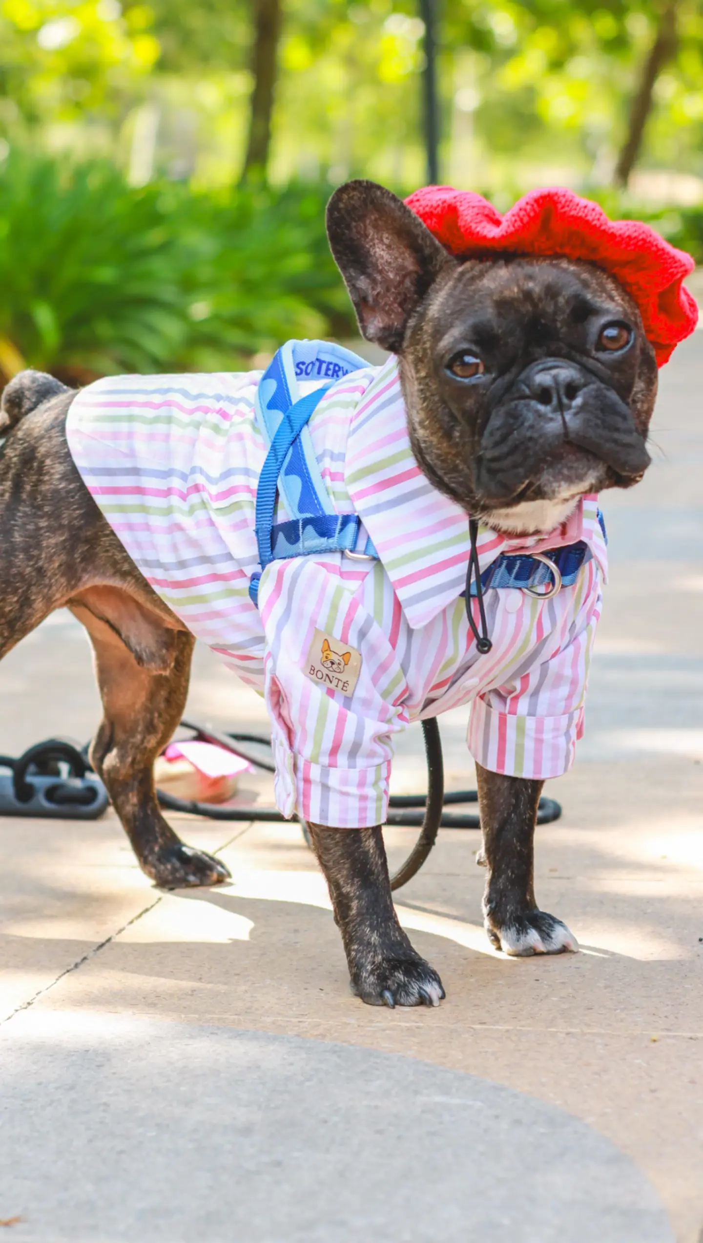 Vestuario con diseño para tu perrihijo