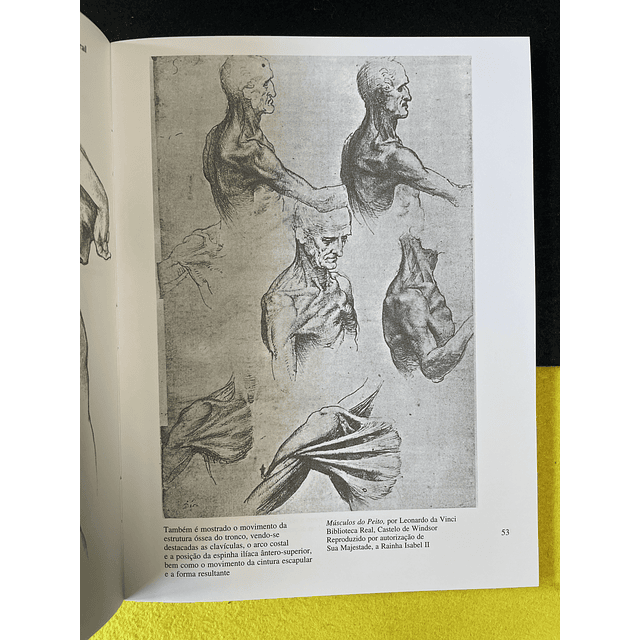 Louise Gordon - Desenho anatómico