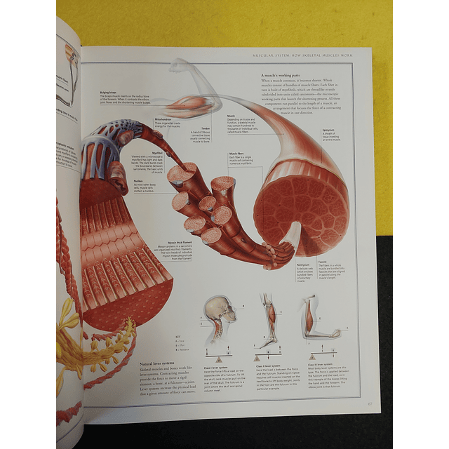 Beverly McMillan - The illustrated atlas of the human body