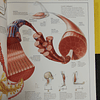 Beverly McMillan - The illustrated atlas of the human body