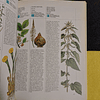 William A.R. Thomson D. M. - Guia práctica ilustrada de las plantas medicinales