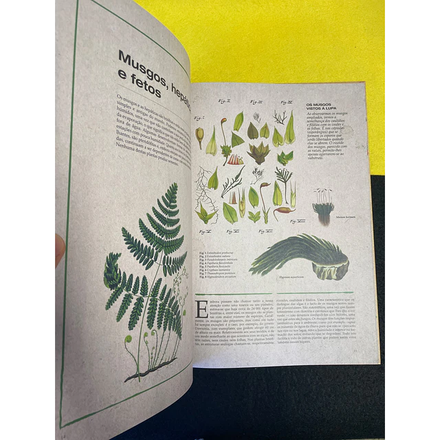 M.ª Carmen Soria - Botânica Ilustrada