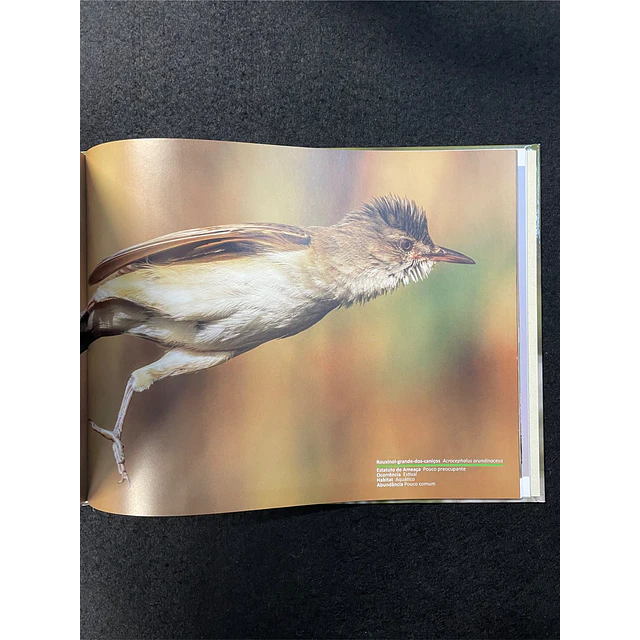 José Freitas - Aves no Ribatejo e Alentejo