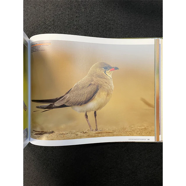 José Freitas - Aves no Ribatejo e Alentejo