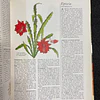 O Grande Livro das Plantas de Interior 