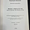 Medula: A fábrica da vida