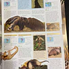 Grande enciclopédia animal: O mais completo guia visual da vida selvagem
