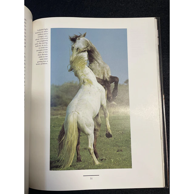 Beatrice Michel - Horses: Their life in pictures