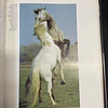 Beatrice Michel - Horses: Their life in pictures
