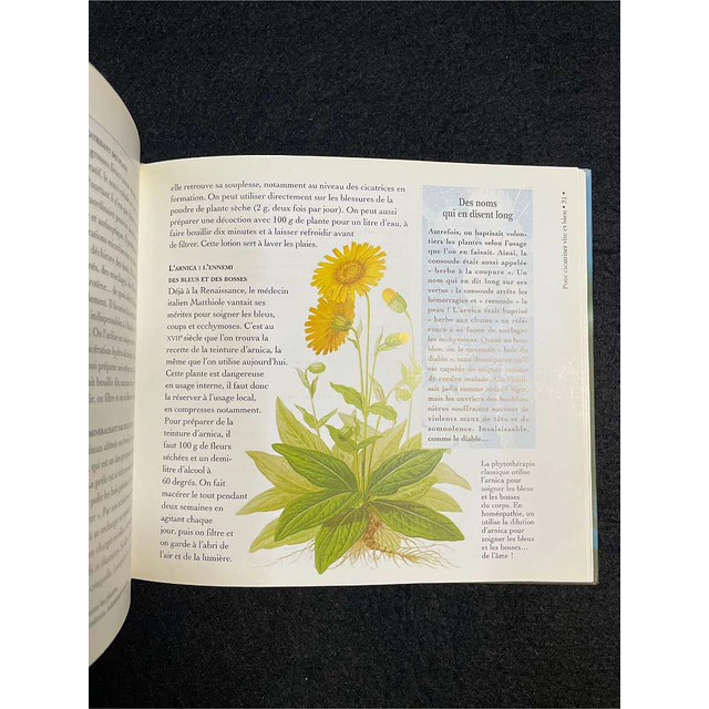 Marie Borrel - Les plantes et leurs vertus: Les carnets du jardin