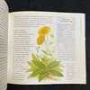 Marie Borrel - Les plantes et leurs vertus: Les carnets du jardin