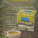 Chás de Ervas Naturais – Bem-Estar e Sabor da Natureza