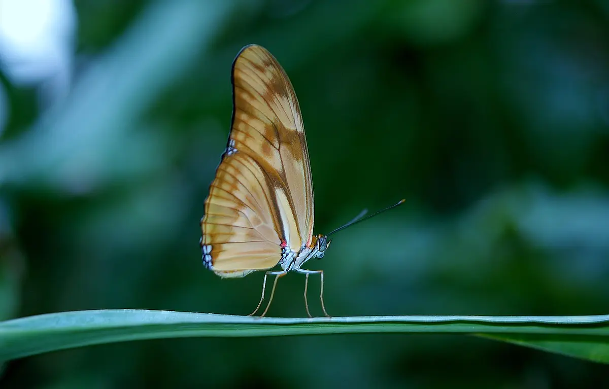 Coleção Borboleta Encantada