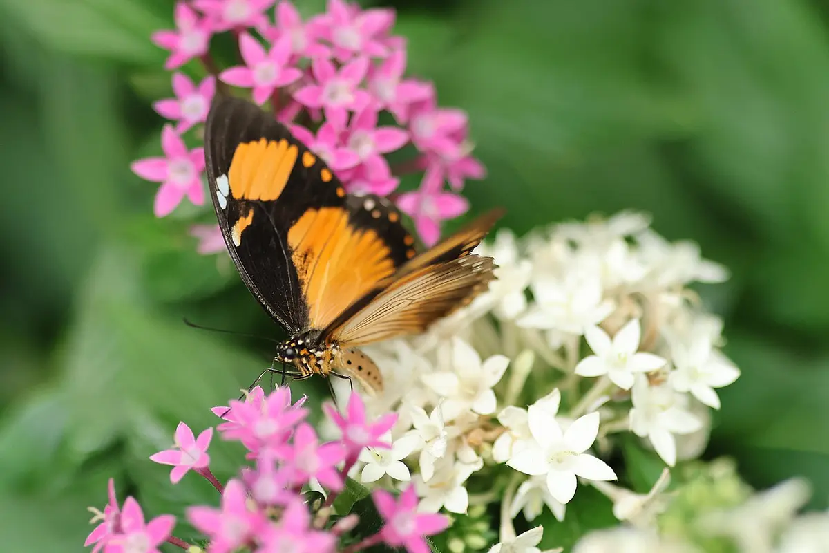 Bijuteria Encantada