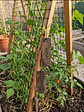 Malla jardinera negra 1 m x 5 m - Miniatura 2