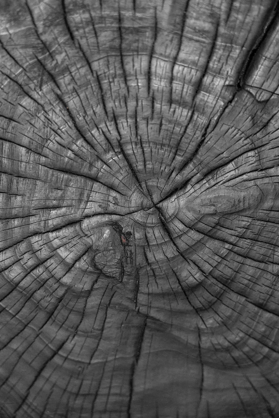 Mesa Bakkurā 日食 — Mesa de centro de ciprés natural y carbonizado 5