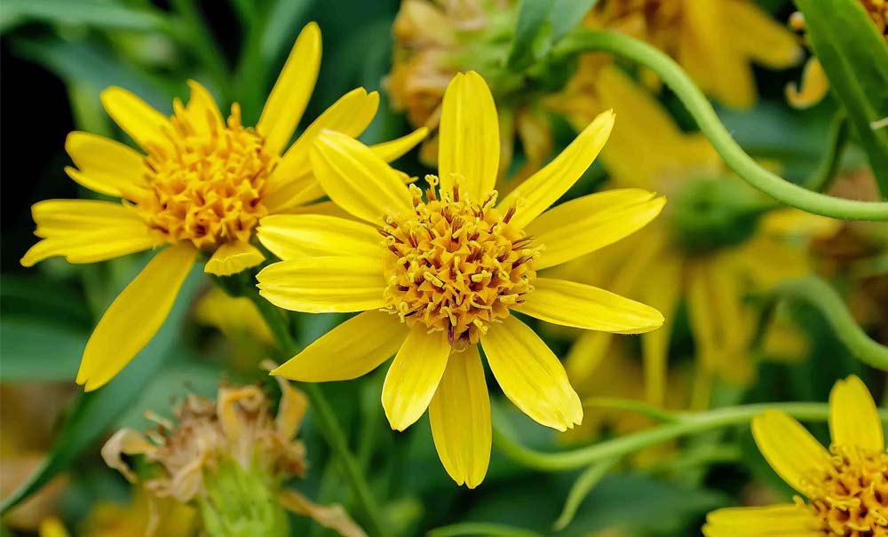 Árnica: la planta medicinal que elimina dolores y heridas