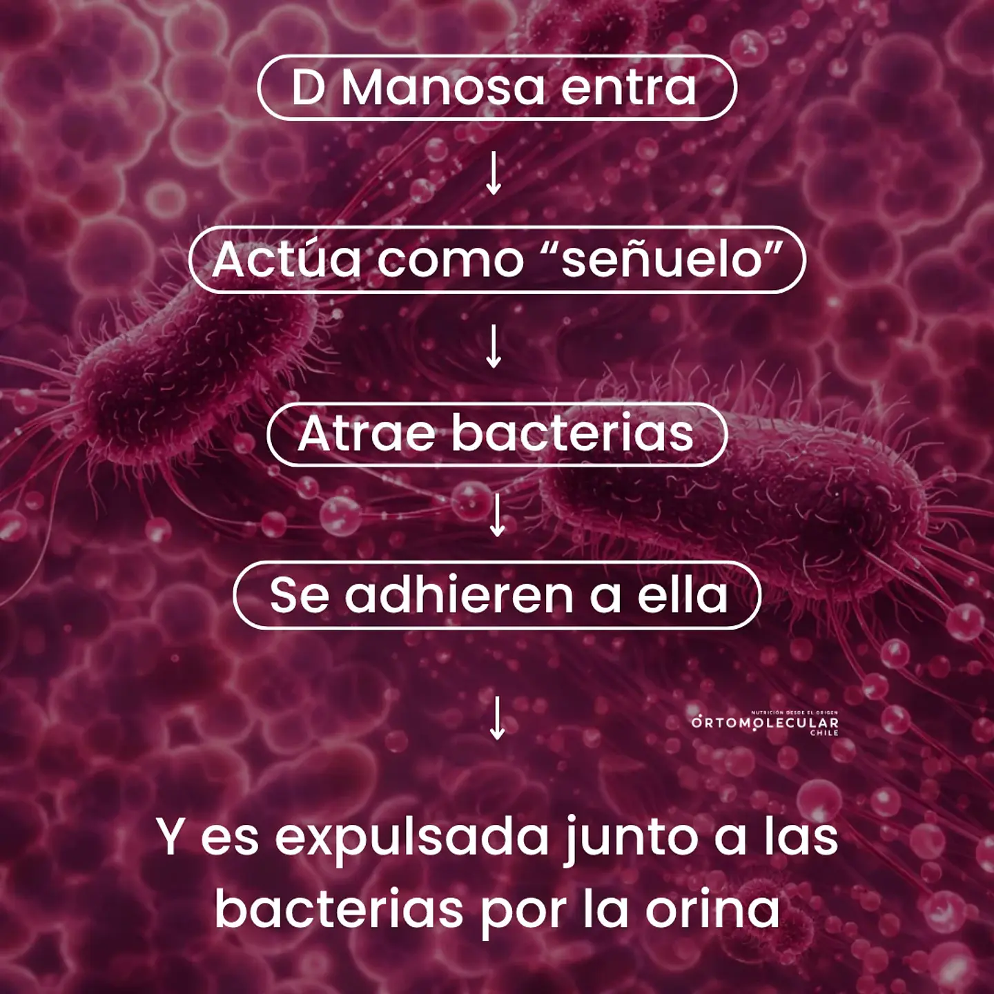 D-MANOSA + CRANBERRY + PROBIÓTICOS 90 CÁPSULAS | ORTOMOLECULAR 2