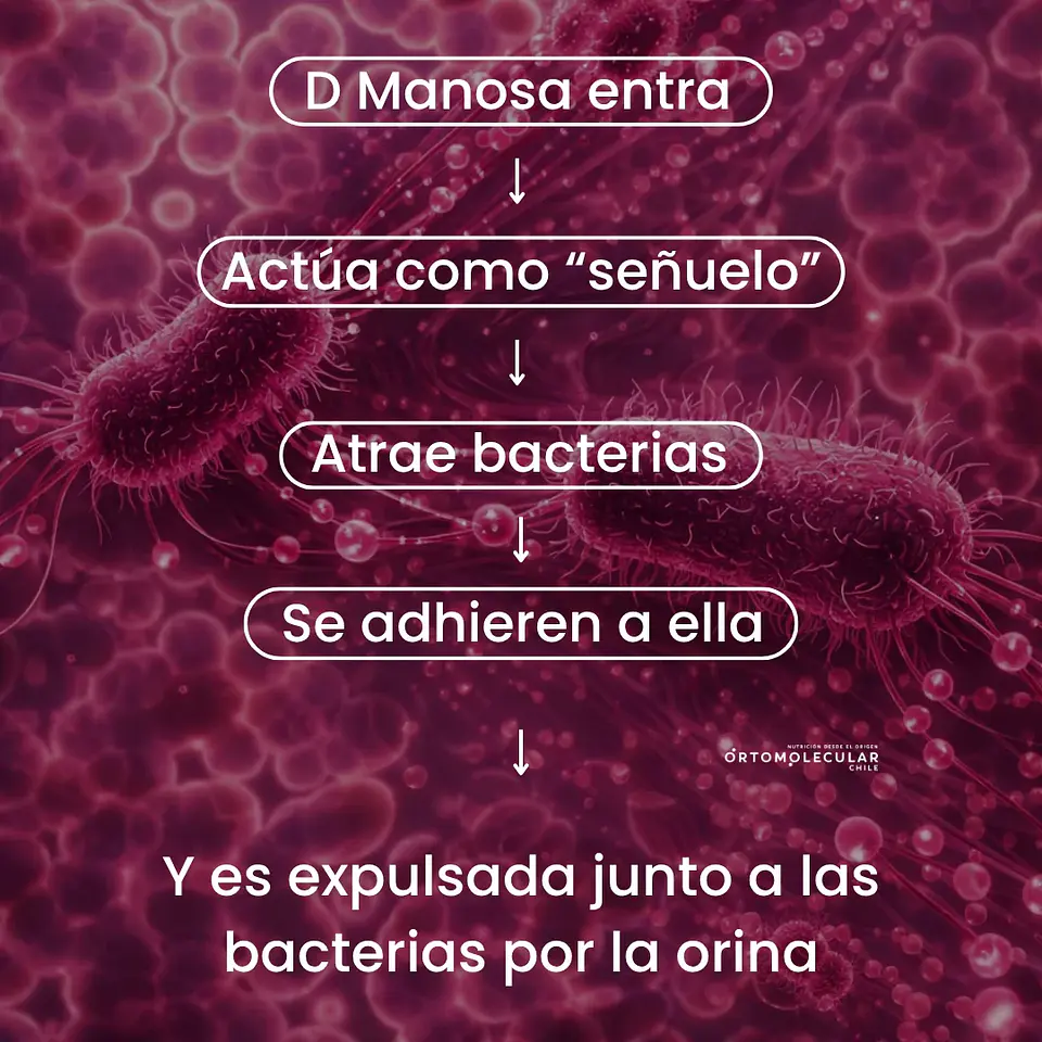 D-MANOSA + CRANBERRY + PROBIÓTICOS 90 CÁPSULAS | ORTOMOLECULAR 2